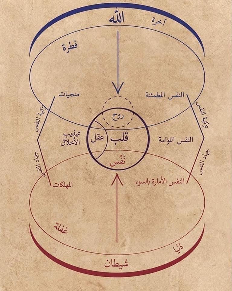 İbn Arabî'nin ruh diyagramı İnsanın İçsel Yolculuğu: Kalp, Akıl, Nefs ve Ruh Üzerine Derin Bir Analiz
